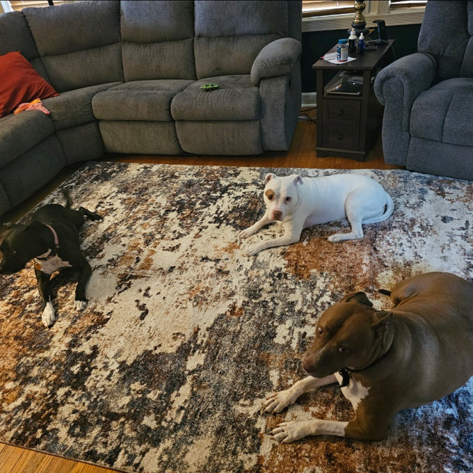 Trent Austin Design® Dunigan Abstract Machine Woven Area Rug